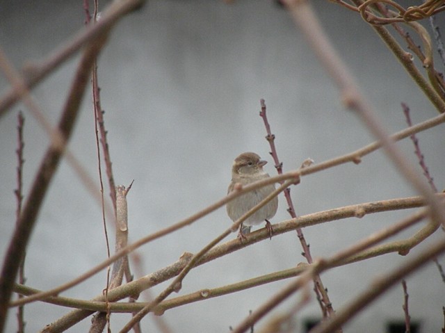 dalla finestra di casa...